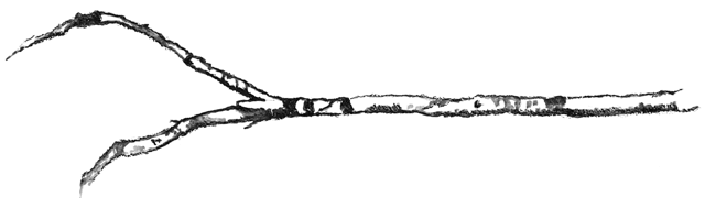 The Hollow of the Hand – PJ Harvey